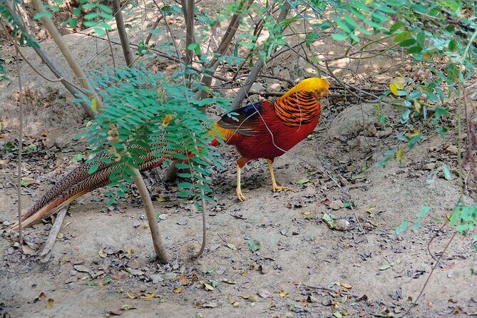 Colorful Species Of Birds - Why Tour This Bird Park?