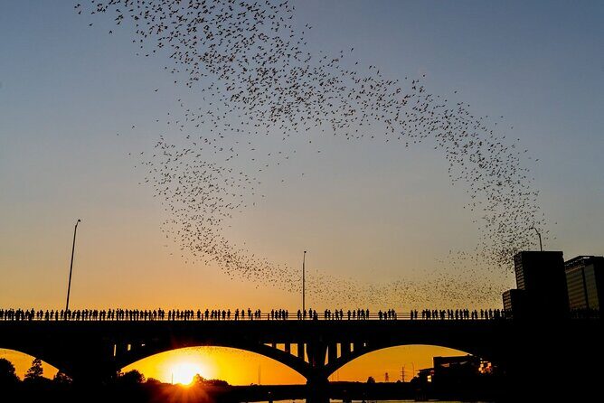 Congress Bridge Kayaking Bat Tour - Itinerary Breakdown