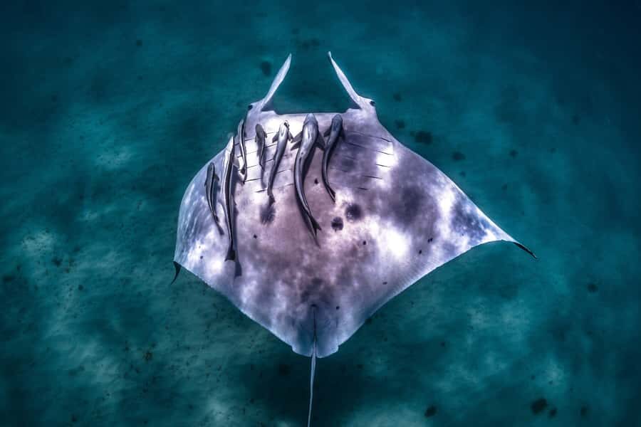 Coral Bay: Marine Eco Safari - Swim With Manta Rays - Why This Tour Excels