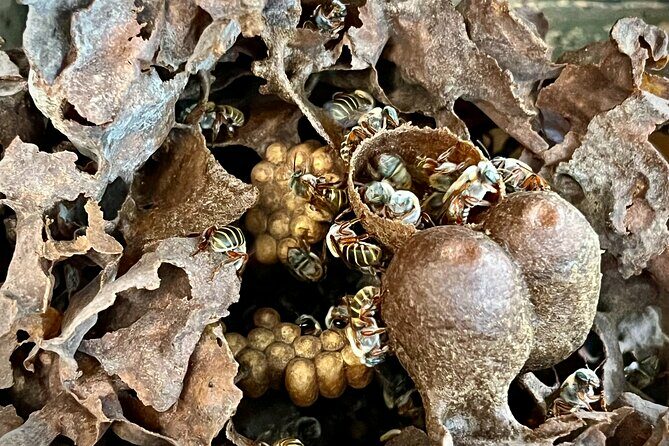Cozumel: Bee Farm + Honey & Chocolate Tasting + Sightseeing - Why This Tour Works: The Authentic Experience