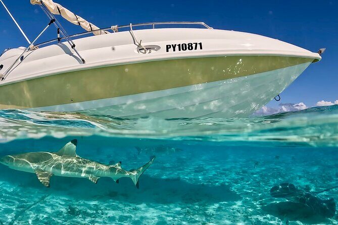 Crazyseahorseborabora Comfortable boat , sensational snorkeling . - Why This Tour Offers Good Value