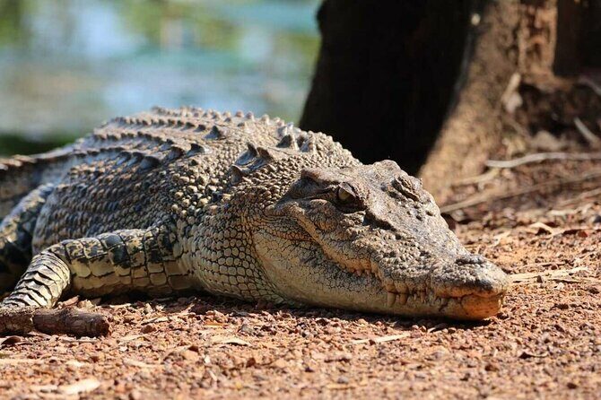 Crocodile Jumping Boat Cruise with Transfer from Darwin - The Crocodile Cruise