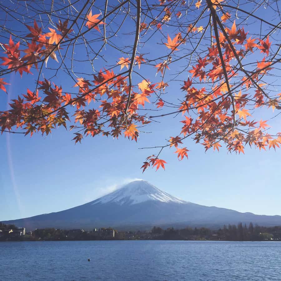 Crowd-Free Hidden Spots - Mt.Fuji Private Luxurious Car Tour - An In-Depth Look at What This Tour Offers