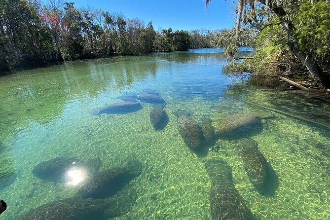 Crystal River Boat and Nature Tour - The Sum Up