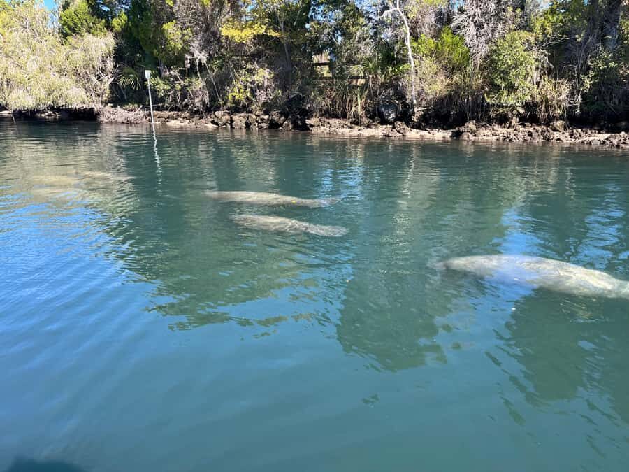 Crystal River: Manatee Eco-Tour Boat Ride - Who Should Consider This Tour?
