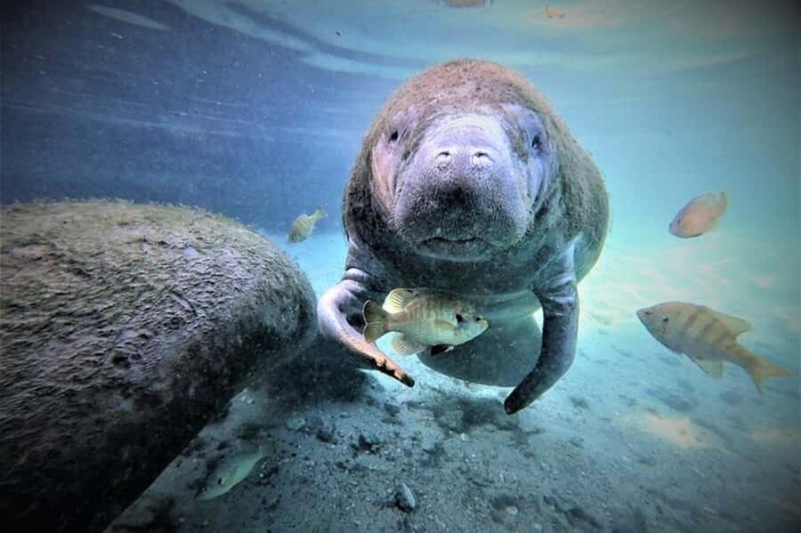 Crystal River: Manatee Swim Tour - The Sum Up