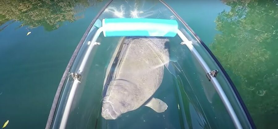 Crystal River: Three Sisters Springs Eco Tour by Clear Kayak - Expectation vs Reality: What’s it Really Like?