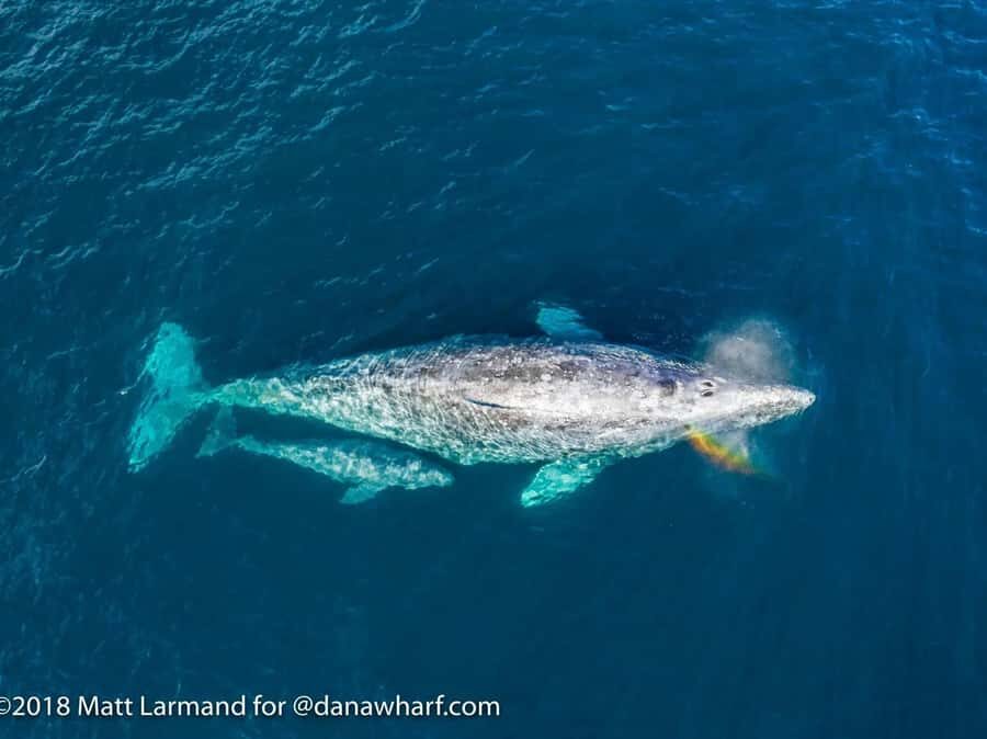 Dana Point: Whale and Dolphin Watching Tour - Pricing and Value