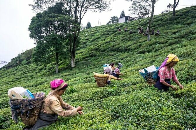 Darjeeling Hills Escape for 3 Nights and 4 Days Private Tour - Who This Tour Is Perfect For