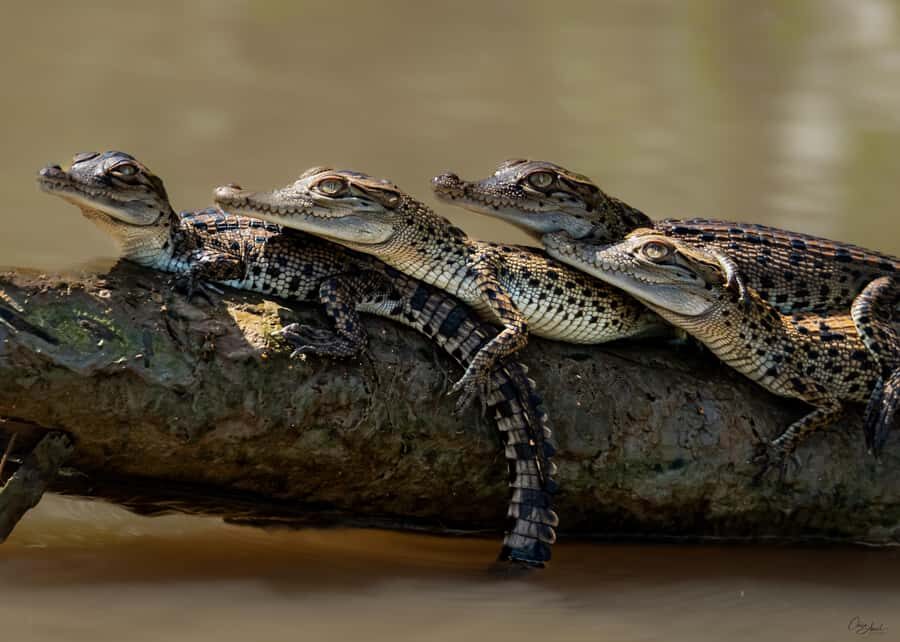 Darwin: Adelaide River Cruises, Jumping Crocodile Experience - An In-Depth Look at the Experience