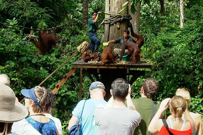 Day Trip Sepilok Orang-utan And City Tour (Flight Excluded) - What about the logistics?