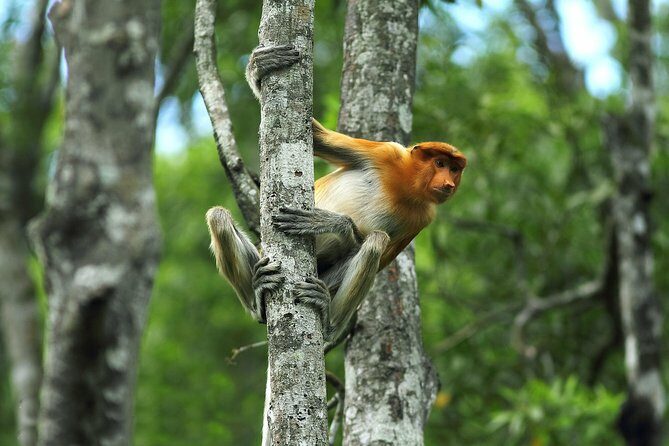 Day Trip Sepilok Orang Utan & Proboscis Monkey (Flight Excluded) - Analyzing the Value and Practicalities