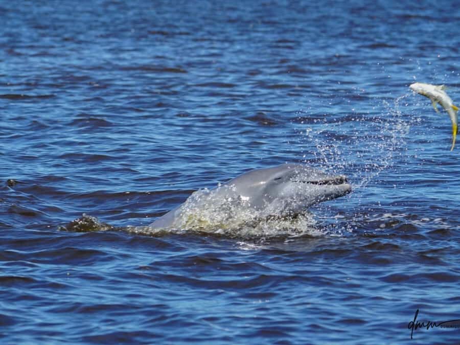 Daytona Beach: Halifax River Wildlife Boat Tour - What to Expect from the Halifax River Wildlife Boat Tour