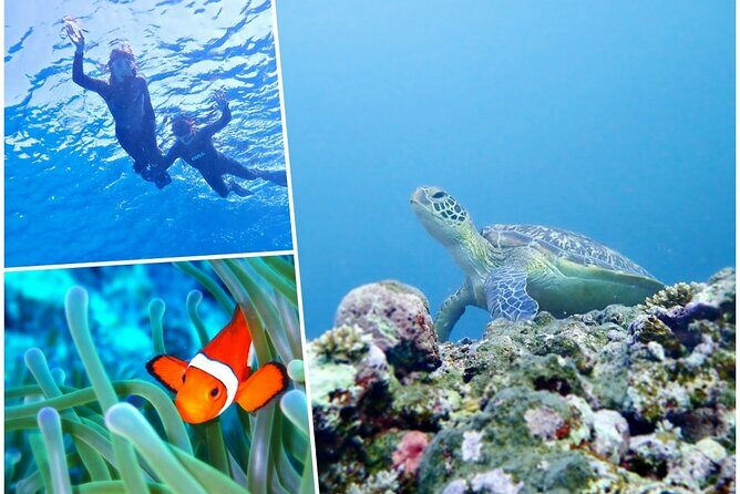 Discover Ishigaki's Hidden Treasures Snorkeling Tour at BlueCave - The Alternative Locations