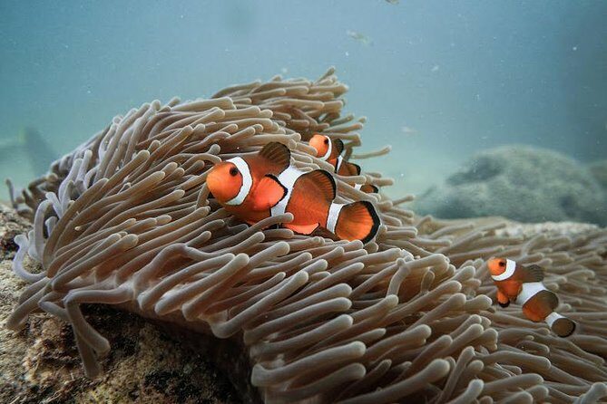 Discover Scuba Diving (DSD) 1 day Experience - What to Expect on the Tour