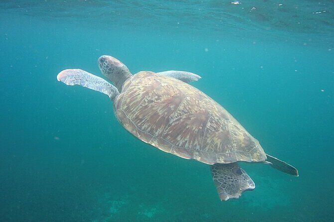 Discovery and snorkeling with sea turtles - Why This Tour Works Well