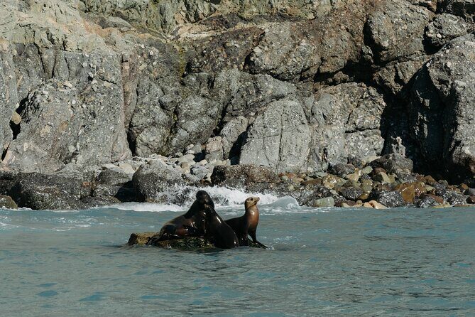 Dolphin and Sea Lion Tour of Catalina Island - Frequently Asked Questions