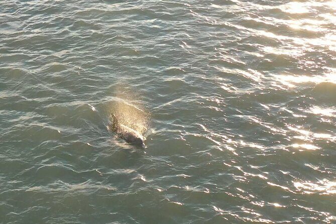 Dolphin Sunset Cruise with Drinks Included - What’s Included and What Costs Extra