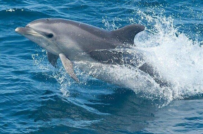 Dolphin Watching Tour - The Sum Up