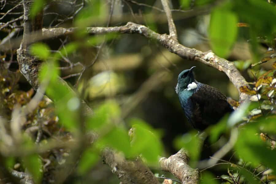 Dunedin: Wildlife and Penguin Tour - Who Will Love This Tour?