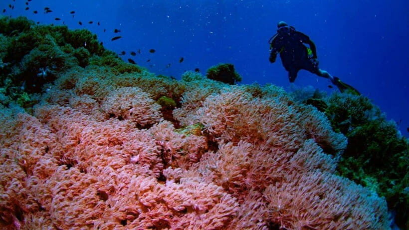 El Nido: Discover Scuba Diving with Manta Rays in Sibaltan - Who Will Benefit Most From This Tour?