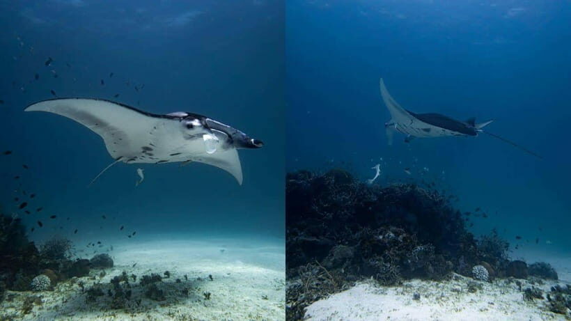 El Nido: Manta Ray Diving Experience in Sibaltan - Authentic Insights from Past Travelers
