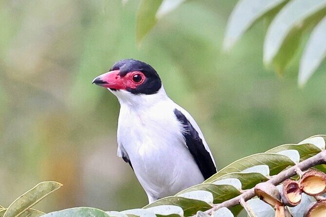 El Suzanne Estate Birding & Nature Reserve Tour - Practical Details and Value