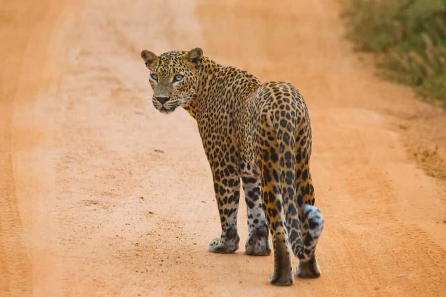 Ella: Transfer to Hikkaduwa & Yala Safari Tour - Final Thoughts
