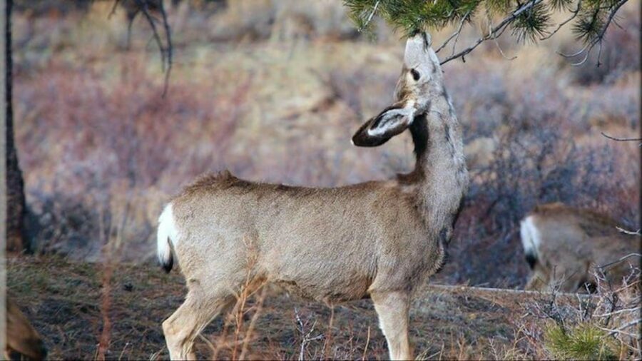 Estes Park: Bear Lake Corridor Tour - Who Should Consider This Tour?