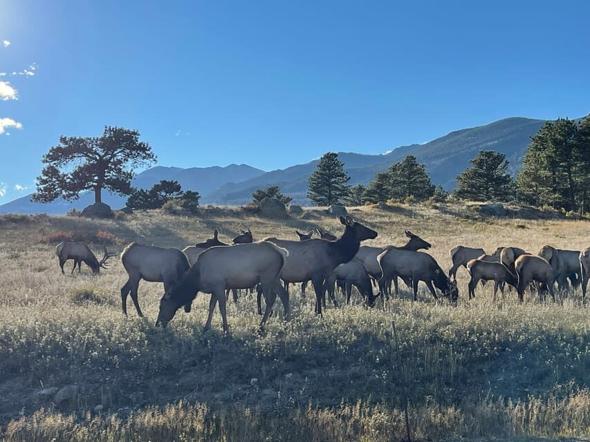 Estes Park: Guided Elk Rut Tour - What to Expect from the Elk Rut Tour