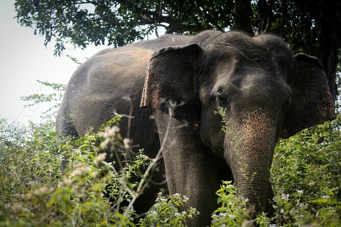 Exclusive 3-Hour Private Jeep Safari at Udawalawe National Park - The Sum Up