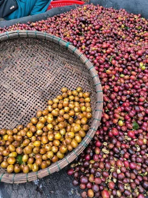 Experience specialty coffee with sustainable coffee farmers - What to Expect from the Tour
