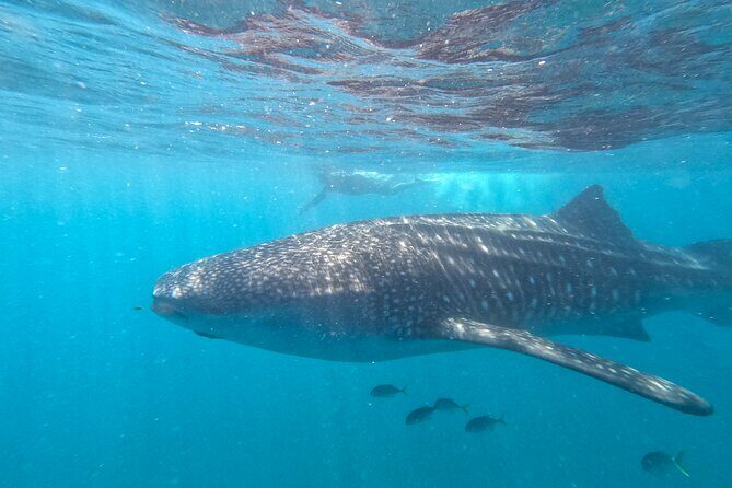 Experiences with whale sharks in La Paz - FAQs