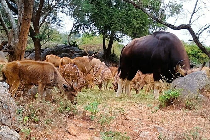 Explore Bangalores Wild Side An Exclusive Bannerghatta Safari! - Practical Tips for Your Trip