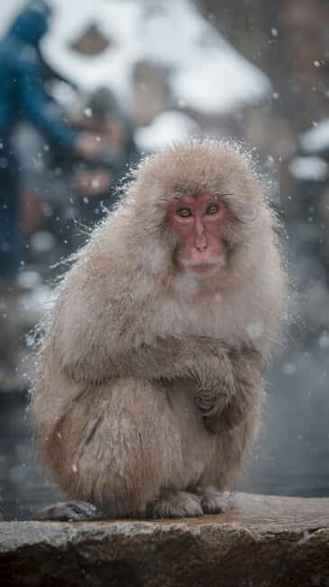 F: Tokyo:Nagano snow monkey/Zenko Ji temple private day tour - An In-Depth Look at the Tour Experience