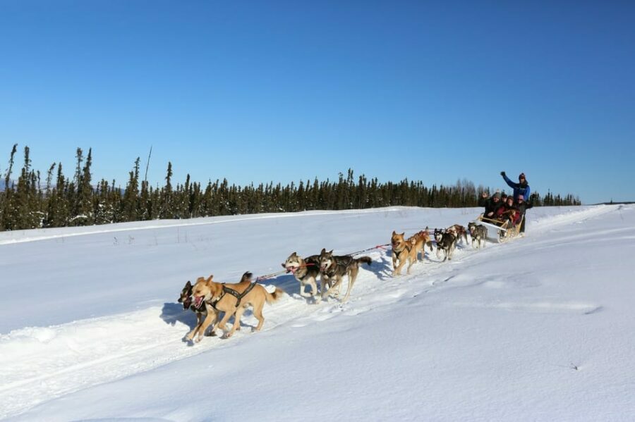 Fairbanks: 1-Hour Alaskan Winter Dog Sledding Adventure - The Experience’s Highlights and Why They Matter
