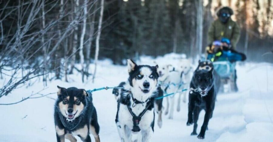 Fairbanks: Private Mush on the Historic Yukon Quest Trail - Analyzing the Value