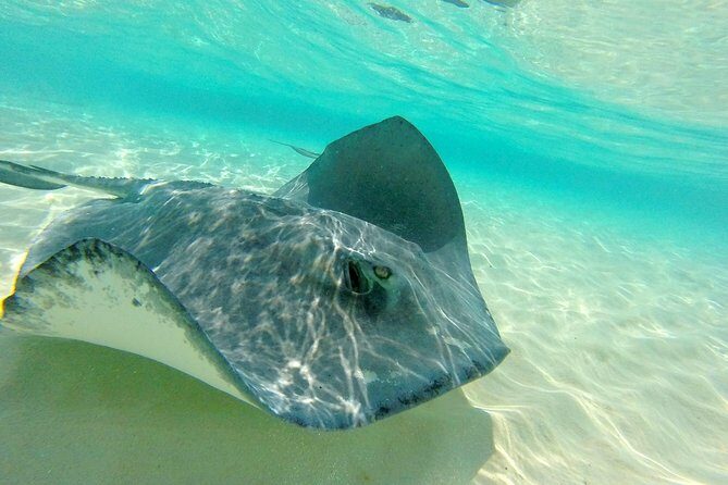 (Family owned) Stingray city sandbar, Starfish Beach & Snorkeling - Transportation & Comfort