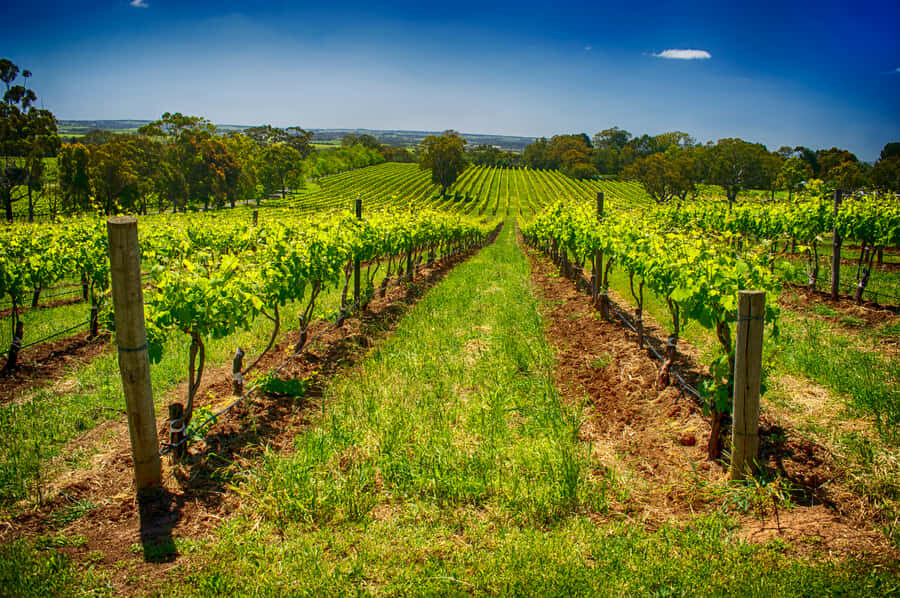Fleurieu Peninsular: McLaren Vale Winery Experience - Day’s Journey Through McLaren Vale