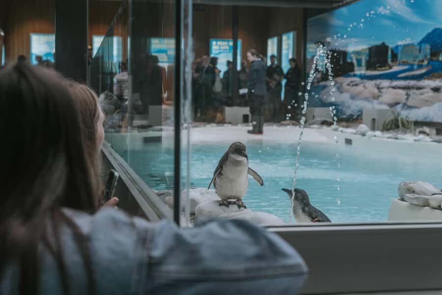 Franz Josef: West Coast Wildlife Centre Entry Ticket -48 hrs - What to Expect at the West Coast Wildlife Centre