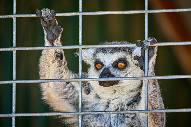 Fredericksburg Safari Tour Without Wine Tasting - Detailed Breakdown of the Itinerary