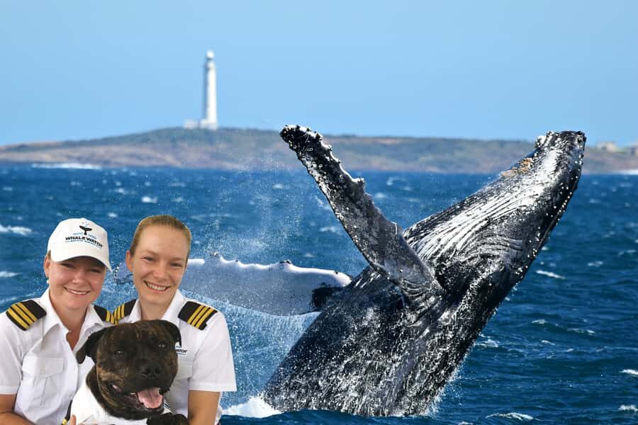 From Augusta: Whale Watching Award Winning Tour - The Sum Up: Is This the Whale Tour for You?