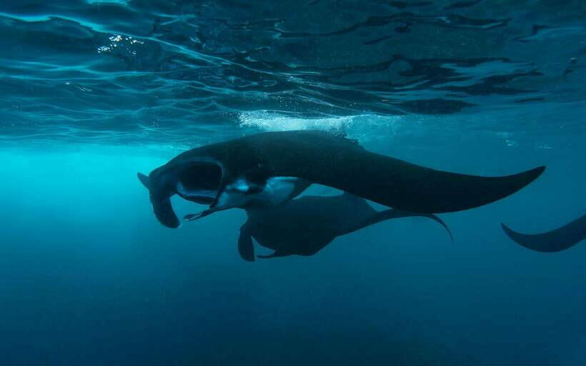 From Bali: Nusa Penida Private Snorkeling Tour with Lunch - Authentic Experiences and Real Reviews
