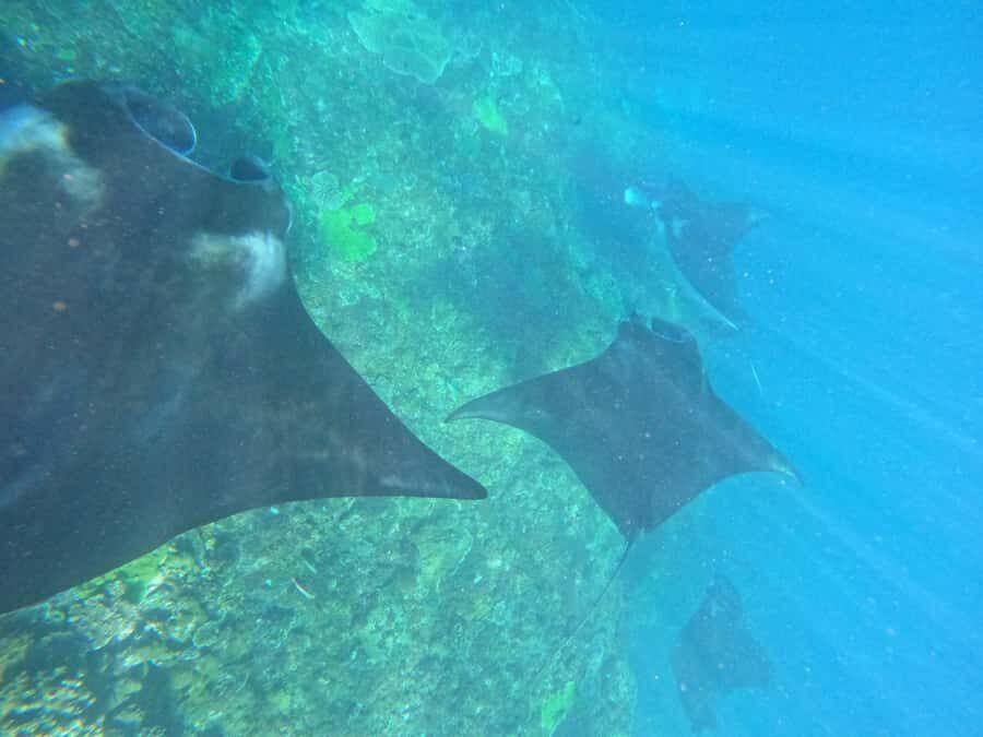 From Bali to Nusa Penida and Snorkel with Manta Ray + Lunch - Who Is This Tour Best For?