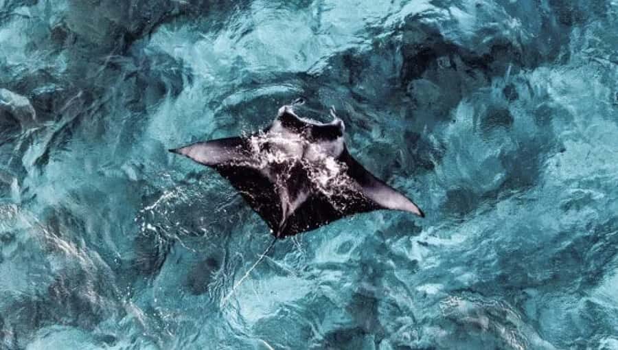 From Ceningan: Snorkeling with Manta Rays & Land Tour - Authentic Traveler Perspectives