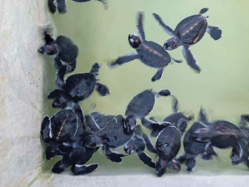 From Colombo/Negombo: Galle, Madu River, and Turtle Hatchery - What You Can Expect at Each Part