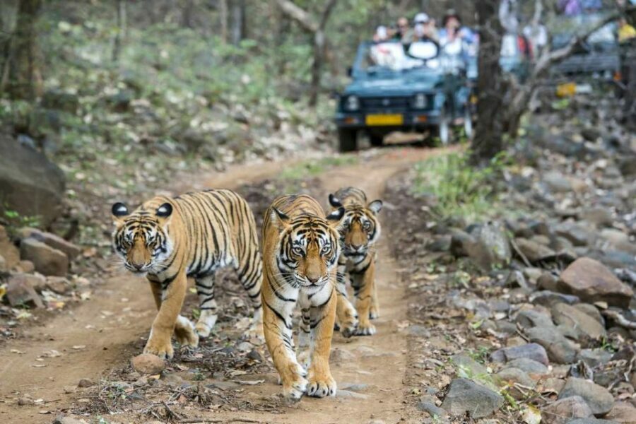 From Delhi: 6-Day Golden Triangle Tour with Ranthambore - Practical Details and What to Expect