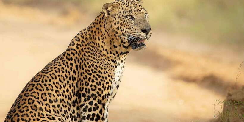From Ella - Yala Safari - Drop-off : Galle/Mirissa/Hikkaduwa - What to Expect at Yala National Park