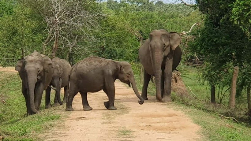 From Galle/ Mirissa/ Tangalle : Udawalawa Safari & Drop Ella - The Itinerary Breakdown