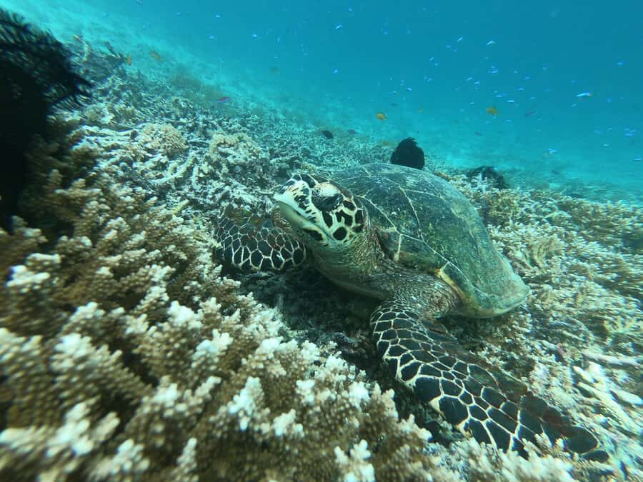 From Gili Air/Trawangan: Glass-Bottom Boat with Snorkeling - The Itinerary in Detail